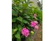 A close-up shot capturing a bush of pink hydrangeas and green leaves, and the side of the home at 5375 Glenhaven Dr, Cumming, GA 30041