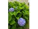A close-up shot capturing a bush of hydrangeas and green leaves, and the side of the home at 5375 Glenhaven Dr, Cumming, GA 30041