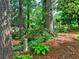 Backyard scene featuring lush ground cover, pine mulch and mature trees creating a woodland setting at 1257 Independence Way, Marietta, GA 30062