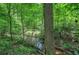 Natural creek runs through the wooded property with lush ferns and mature trees at 3880 Northpoint Dr, Marietta, GA 30062