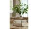 Close-up of a kitchen countertop featuring decorative greenery and coffee station at 710 Eastbourne Ct, Alpharetta, GA 30005