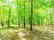 Lush backyard surrounded by tall trees, offering a private and serene setting at 1463 Shadowrock Hts, Marietta, GA 30062
