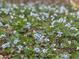 Ground-level view of violet wildflowers blooming, adding a touch of delicate beauty to the landscape at 10090 Feather Sound Ct, Alpharetta, GA 30022
