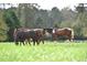 Horses graze peacefully in a green pasture, showcasing the rural charm and spaciousness of the property at 1210 Mayfield Rd, Milton, GA 30009