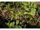 Close-up of plant growing in yard at 164 Ridley Cir, Decatur, GA 30030