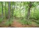 Backyard filled with lush greenery and tall trees at 3480 Stillridge Dr, Alpharetta, GA 30022