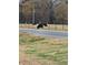 Cows peacefully grazing in the fenced pasture next to the road at 28 Samuel Nw Way, Cartersville, GA 30121