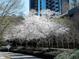 Exterior view of a high-rise building with cherry blossoms and modern design at 3300 Windy Ridge Se Pkwy # 1401, Atlanta, GA 30339