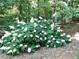 Beautiful Oakleaf Hydrangea plant in a lush garden at 3300 Windy Ridge Se Pkwy # 1401, Atlanta, GA 30339