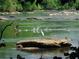 River scenic featuring heron bird standing on a rock surrounded by geese and lush greenery at 3300 Windy Ridge Se Pkwy # 1401, Atlanta, GA 30339