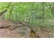 Secluded backyard creek surrounded by lush green trees providing a serene natural environment at 3238 Sharp Creek Ln, Buford, GA 30519