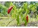 Vibrant red peppers hanging from a healthy pepper plant at 70 Old Ivy Ne Rd # 29, Atlanta, GA 30342