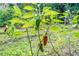 Close-up of a pepper plant with vibrant green leaves and ripe red peppers at 70 Old Ivy Ne Rd # 29, Atlanta, GA 30342
