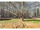 Backyard view of mature trees with a chainlink fence and storage shed at 447 Wallace Way, Rockmart, GA 30153