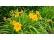 Close-up of vibrant yellow daylilies with lush green foliage at 3479 Lake Forge Dr, Fairburn, GA 30213