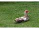 Close-up of a Muscovy duck resting on a lush green lawn, showcasing the local wildlife at 448 Teal Ct, Roswell, GA 30076
