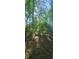 Tranquil wooded area with sunlit ground and abundant trees, a serene setting for nature enthusiasts at 144 Wiley Dr, Douglasville, GA 30134