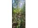 Wooded lot with healthy trees and vegetation offering a sense of natural peace at 144 Wiley Dr, Douglasville, GA 30134