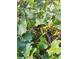 Close-up of lush grapevines with ripening green grapes ready for harvest in a sunlit vineyard at 144 Wiley Dr, Douglasville, GA 30134