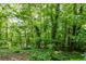 Extensive green trees behind this property that create a private wooded area at 4953 Mcpherson Ne Dr, Roswell, GA 30075