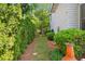 Grassy side yard lined with evergreen trees, mulch, and manicured landscaping at 6575 Eli Davis Rd, Cumming, GA 30040