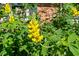 A bumble bee flies next to the yellow flowers in this professionally landscaped garden at 1652 Oak Grove Rd, Decatur, GA 30033