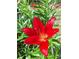 This striking red lily with yellow center, displays an intricate and colorful detail of the outdoor flora at 3102 Aberdeen Cv, Lithonia, GA 30038