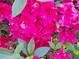 This vibrant pink rhododendron flower showcases the stunning natural beauty of the garden at 3102 Aberdeen Cv, Lithonia, GA 30038