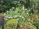 Lush landscaping featuring a variety of bushes, trees, and flowering plants create a serene, private backyard oasis at 3102 Aberdeen Cv, Lithonia, GA 30038