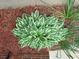 A neatly arranged hosta plant surrounded by mulch and greenery provides a lush and inviting landscape element at 3102 Aberdeen Cv, Lithonia, GA 30038