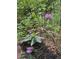 Yard featuring rhododendron plant at 515 Rosedown Way, Lawrenceville, GA 30043
