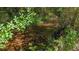 Tranquil creek surrounded by lush greenery and ferns, creating a serene atmosphere at 104 Meadow View Trl, Canton, GA 30115