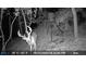 Game camera capture of a ten-point buck on the property at 23 Sunset Se Rdg, Cartersville, GA 30121