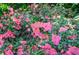 Vibrant pink azaleas add color to the home's landscape at 5199 Beech Forest Sw Dr, Lilburn, GA 30047