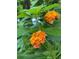 Up-close view of vibrant orange and yellow flowers with green leaves, adding a pop of color to the garden at 2672 Brickell Square, Atlanta, GA 30341