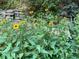 Beautiful yellow flowers with green foliage, adding a touch of natural elegance to the landscape and stone retaining wall at 2672 Brickell Square, Atlanta, GA 30341