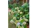 Lovely landscaping with lush green hydrangea bushes and white flowers along the garden's border, adding charm and elegance at 2672 Brickell Square, Atlanta, GA 30341