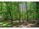 A lush forest view filled with many green trees and plant life at 17 Hiram Way, Hiram, GA 30141