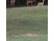 Backyard showing deer grazing at 75 Oak Hill Dr, Covington, GA 30016