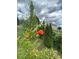 Backyard garden featuring a pomegranate bush with red fruit and orange flowers at 525 Dunagan Dr, Lawrenceville, GA 30045