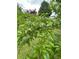 Close-up of a backyard tree with green leaves and unripe plums at 525 Dunagan Dr, Lawrenceville, GA 30045