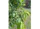 Backyard tree with green leaves and round green fruit visible at 525 Dunagan Dr, Lawrenceville, GA 30045