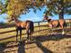Horses graze near a wooden fence under the shade of a large tree in a serene pastoral setting at 200 Mcclure Dr, Cumming, GA 30028