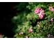 Up close outdoor image of pink and white flowers in a garden at 3082 Monarch Pine Dr, Peachtree Corners, GA 30071