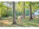 Horse is standing near large trees on the property at 2203 Arbor Hill Rd, Canton, GA 30115