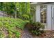 Backyard with lush groundcover and wooded fence line at 245 Scotch Pine Ct, Alpharetta, GA 30022