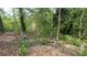 Overgrown backyard surrounded by dense trees and underbrush, showing natural setting at 1285 North Nw Ave, Atlanta, GA 30318
