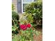 Close up of landscaping by the house featuring red roses and green bushes at 218 Osmanthus Way, Canton, GA 30114