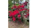 Abundant red rhododendrons add vibrant color to the garden and accentuate the natural beauty of the property at 544 W Macedonia Church Rd, Oxford, GA 30054