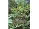 A lush blueberry bush displays berries, promising fresh harvests and highlighting the property's natural appeal at 544 W Macedonia Church Rd, Oxford, GA 30054